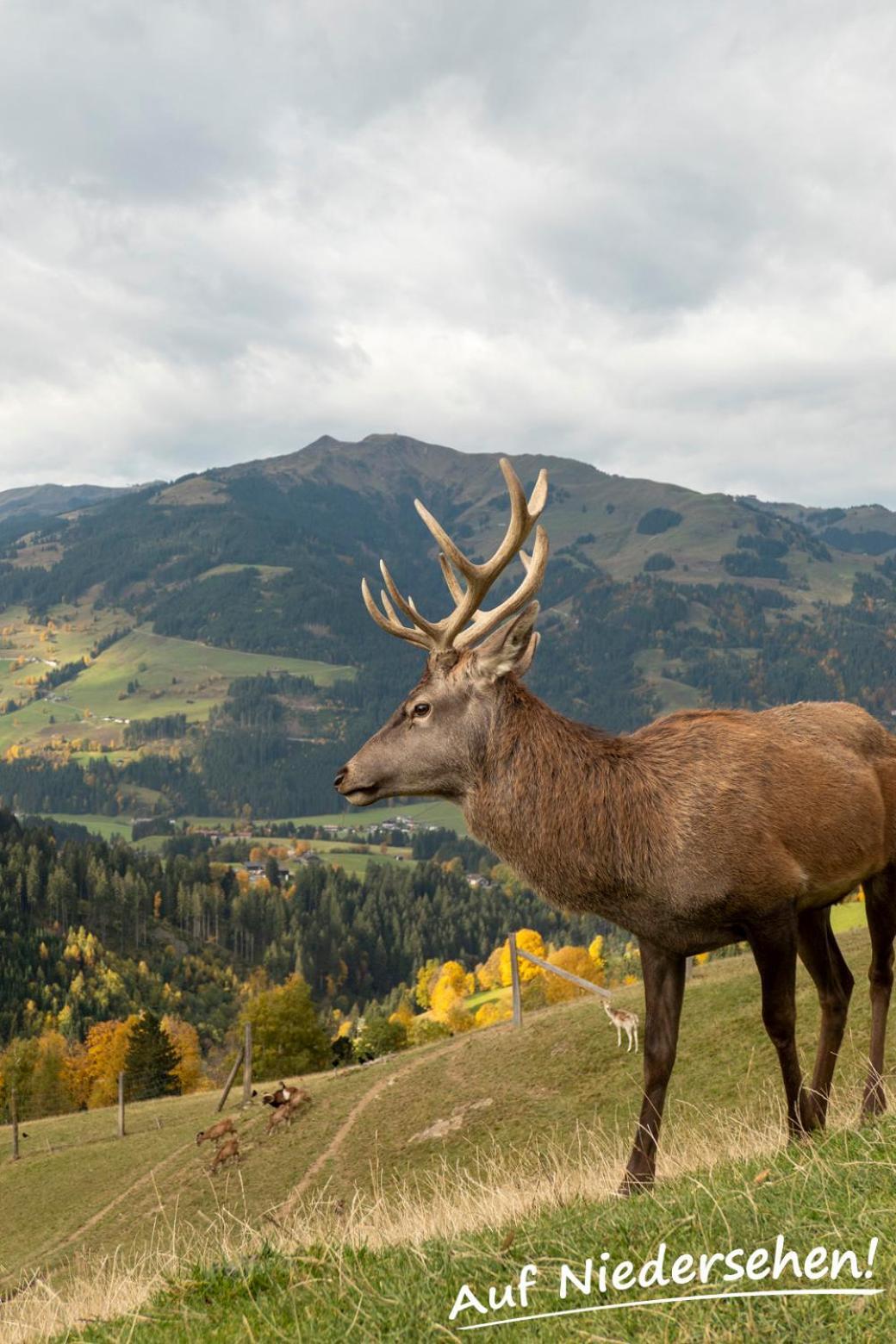 Ferienwohnung Auf Niedersehen - 8 Personen - Kitzbuehler Alpen - Hoehe Tauern Np Голлерсбах-ім-Пінцґау Екстер'єр фото